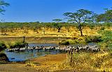 Zebras, Serengeti National Park, Tanzania, Africa